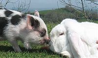 Fauna & Flora: miniature pig and a rabbit