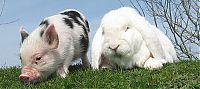 Fauna & Flora: miniature pig and a rabbit