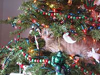 Fauna & Flora: cat in a christmas tree