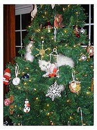 Fauna & Flora: cat in a christmas tree