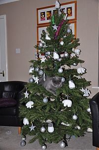 Fauna & Flora: cat in a christmas tree