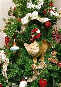 Fauna & Flora: cat in a christmas tree