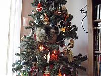 Fauna & Flora: cat in a christmas tree