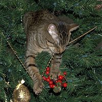 Fauna & Flora: cat in a christmas tree