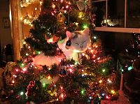 Fauna & Flora: cat in a christmas tree