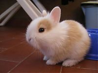 Fauna & Flora: cute bunny rabbit