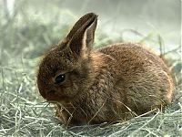 Fauna & Flora: cute bunny rabbit