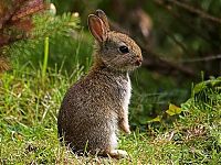 Fauna & Flora: cute bunny rabbit