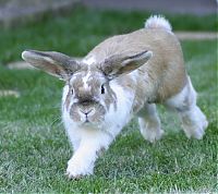 Fauna & Flora: cute bunny rabbit