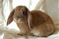 Fauna & Flora: cute bunny rabbit