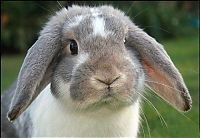 Fauna & Flora: cute bunny rabbit