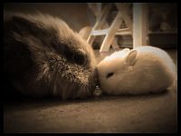 Fauna & Flora: cute bunny rabbit