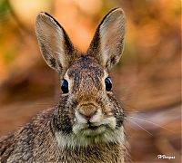 Fauna & Flora: cute bunny rabbit