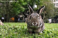 Fauna & Flora: cute bunny rabbit