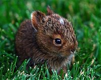 Fauna & Flora: cute bunny rabbit