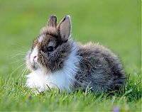 Fauna & Flora: cute bunny rabbit