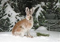 Fauna & Flora: cute bunny rabbit