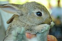 Fauna & Flora: cute bunny rabbit