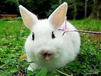 TopRq.com search results: cute bunny rabbit