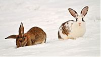 Fauna & Flora: cute bunny rabbit