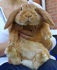 Fauna & Flora: cute bunny rabbit