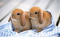 Fauna & Flora: cute bunny rabbit