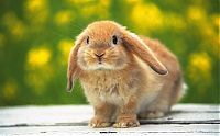 Fauna & Flora: cute bunny rabbit