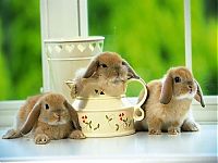 Fauna & Flora: cute bunny rabbit