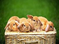 Fauna & Flora: cute bunny rabbit