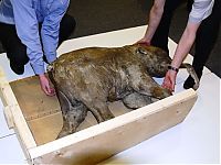 TopRq.com search results: Frozen baby mammoth, Russia