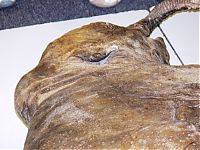 TopRq.com search results: Frozen baby mammoth, Russia