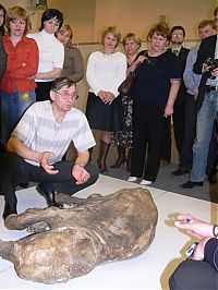 Fauna & Flora: Frozen baby mammoth, Russia