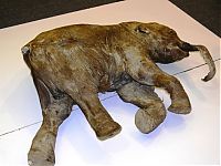 Fauna & Flora: Frozen baby mammoth, Russia