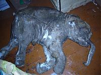 Fauna & Flora: Frozen baby mammoth, Russia