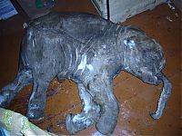 TopRq.com search results: Frozen baby mammoth, Russia