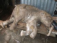 TopRq.com search results: Frozen baby mammoth, Russia