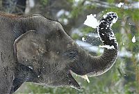 Fauna & Flora: Elephants playing in snow, Berlin ZOO, Germany