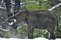 Fauna & Flora: Elephants playing in snow, Berlin ZOO, Germany