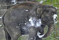 TopRq.com search results: Elephants playing in snow, Berlin ZOO, Germany