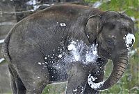 Fauna & Flora: Elephants playing in snow, Berlin ZOO, Germany