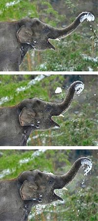 Fauna & Flora: Elephants playing in snow, Berlin ZOO, Germany