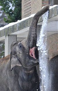 Fauna & Flora: Elephants playing in snow, Berlin ZOO, Germany