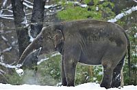 Fauna & Flora: Elephants playing in snow, Berlin ZOO, Germany