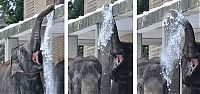 Fauna & Flora: Elephants playing in snow, Berlin ZOO, Germany