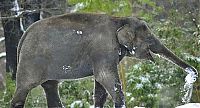 Fauna & Flora: Elephants playing in snow, Berlin ZOO, Germany