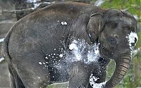 Fauna & Flora: Elephants playing in snow, Berlin ZOO, Germany