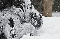 Fauna & Flora: Elephants playing in snow, Berlin ZOO, Germany