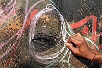 Fauna & Flora: Elephant beauty pageant, Chitwan district, Nepal