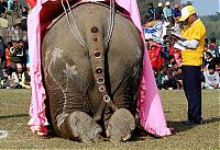 TopRq.com search results: Elephant beauty pageant, Chitwan district, Nepal