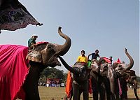 Fauna & Flora: Elephant beauty pageant, Chitwan district, Nepal